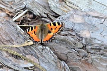 butterfly