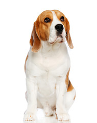 Beagle Dog  Isolated  on white Background in studio