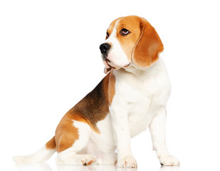 Beagle Dog  Isolated  on white Background in studio