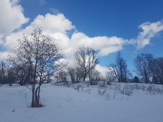 Winter landscape, trees in the snow against the blue sky in the clouds.