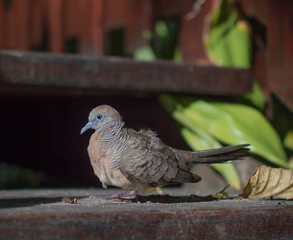 bird sitting on steps