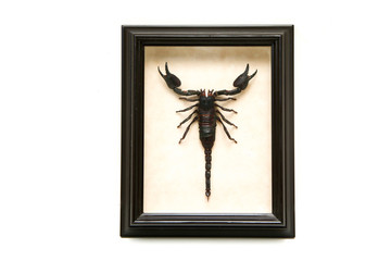 The pinned scorpion inside the wooden frame with glass isolated on a white background. A hobby for collectors. 