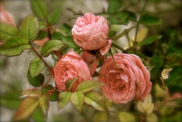 Rose antiche