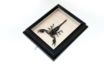 The pinned scorpion inside the wooden frame with glass isolated on a white background. A hobby for collectors. 