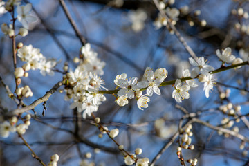 blooming cherry tree in spring with blue sky and white blossoms