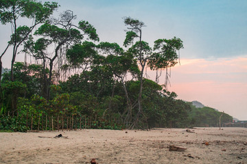 Palomino in Kolumbien