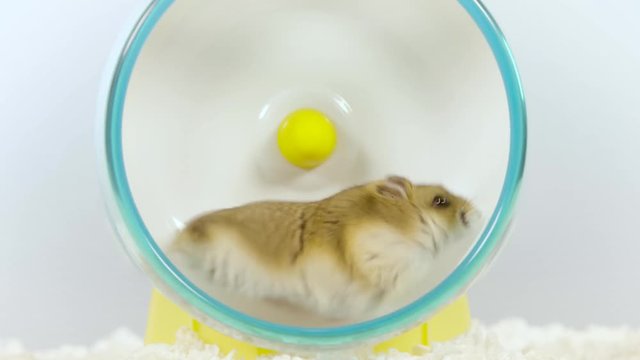 Close up small brown hamster running in small blue wheel