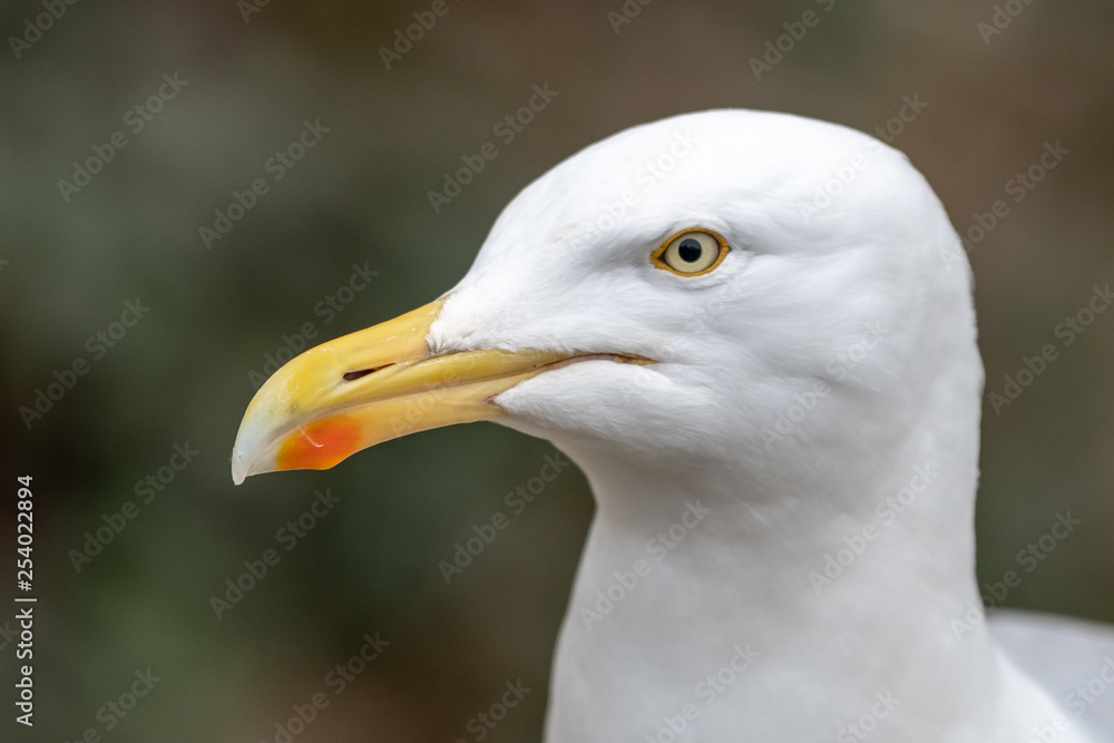 Wall mural herring gull close up