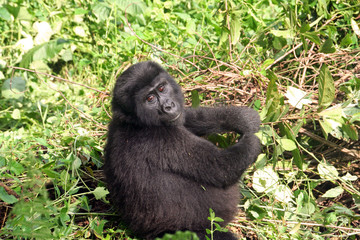Female gorilla sitting on the ground