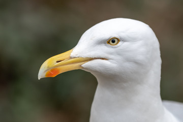 Herring Gull Close up