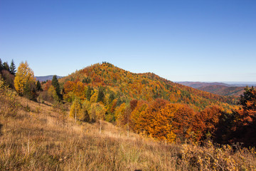 Fototapeta premium Autumn in Carpatians mountains Ukraine Lypovitca