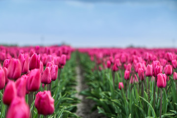 A picture from the amazing tulip fields in Netherlands during the cloudy, rainy spring day. The colorful flowers are everywhere.  