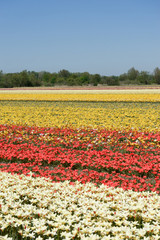 Fototapeta premium Netherlands,Lisse, a yellow flower in a field