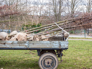Baumschule Anhänger mit Jungen Bäumen