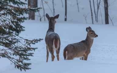 White-tailed deer, ears up and alert