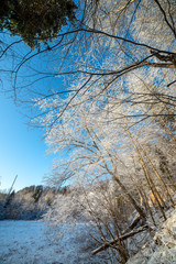tree branches in bushes in winter cold weather