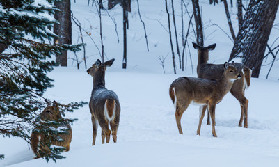Group of white-tailed deer with fresh snow on their backs.