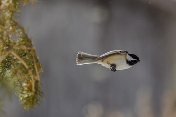 Black-capped chickadee caught in the wings tucked position