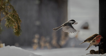 Black-capped chickadee in-flight.
