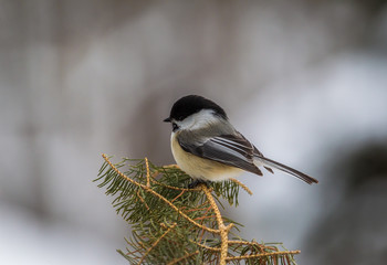 Black-capped Chickadee resting on pine tree branch