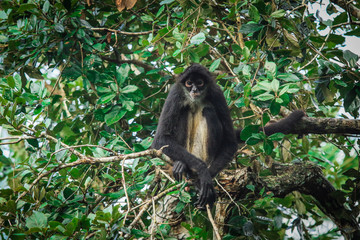 Endemic Spider Monkey in the Rain Forest, Belize 