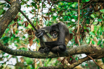 Endemic Spider Monkey in the Rain Forest, Belize 