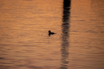 Duck is fishing in  Mission Bay alongside reflectio of sailboat mast