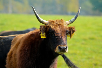 The old race of cows being bred in Czech Republic.