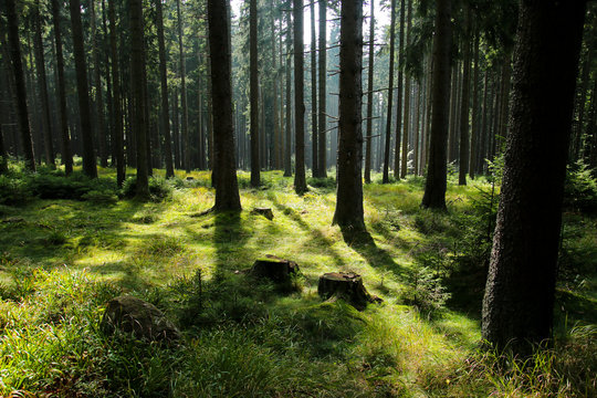 A picture from the old deep Boubín wood in Czech Republic. 