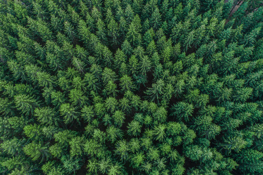 Aerial view of green conifer treetops in forest, Germany