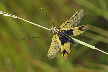 Libelloides longicornis (LINNAEUS, 1764) langfühleriger Schmetterlingshaft , Männchen 13.06.2017 DE, BW, Kaiserstuhl
