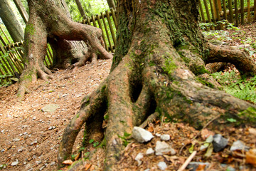 A picture from the old deep Boubín wood in Czech Republic. 