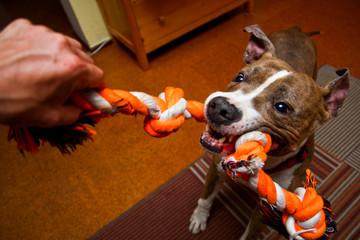The american staffordshire dog is playing with the owner. He is biting into the rope and fights...