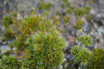 moss close up