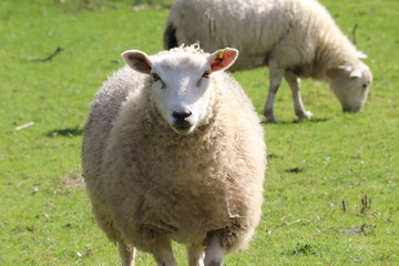 Devon sheep in a field