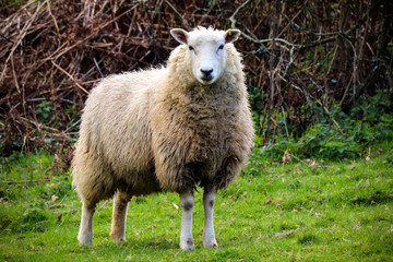 Devon sheep in a field