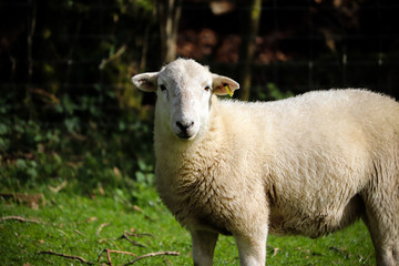 Devon sheep in a field