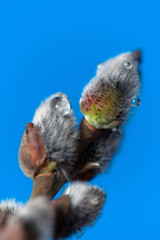 Fototapeta premium Pussy willow twigs isolated on blue background, close-up. Shallow Depth of Field