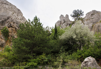 Trees near the rocks.