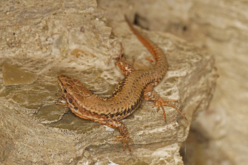 Zootoca vivipara , Lacerta vivipara Waldeidechse 21.05.2017 DE, RLP, Mosel, Piesport