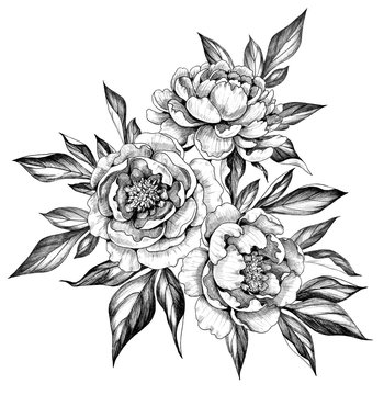 black and white peony flowers drawing clip art preview