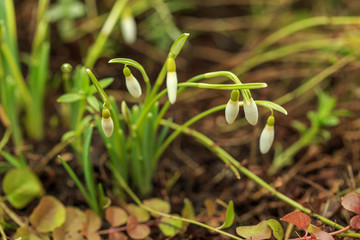 Snowdrop spring flowers. Delicate Snowdrop flower is one of the spring symbols.