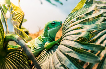 fiji banded iguana on a leaf