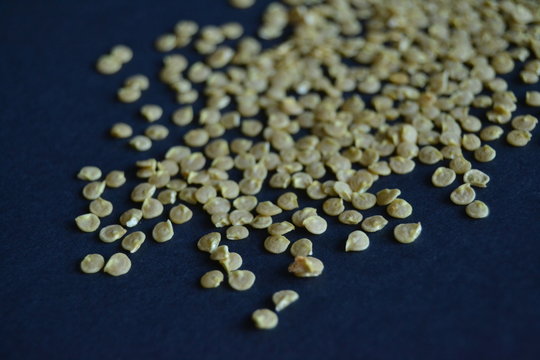 seeds of sweet pepper for garden. High resolution photo. pepper seeds on the dark background. permaculture.