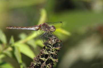 Heidelibelle