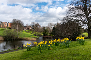 Fototapeta na wymiar Springtime in Phoenix Park, Dublin, Ireland. Spring scene on a beautiful sunny day with bloomed daffodils, green grass, leafless trees and a lake. Nature rebirth after the winter.