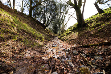 Woods in South West Devon