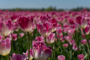 Netherlands,Lisse, a close up of a flower