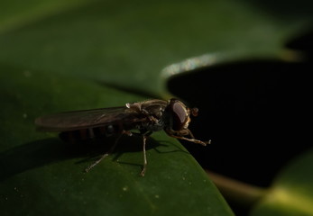 Schwebefliege