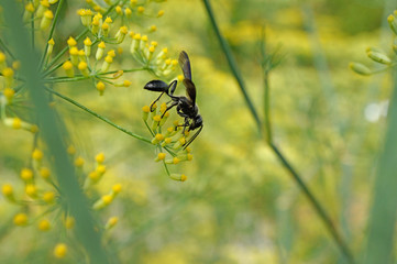 Insekt - Tönnchenwegwespe